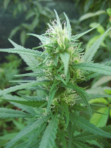 Errores comunes cultivo de marihuana