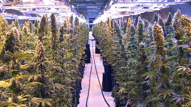 Cultivo marihuana en Colorado