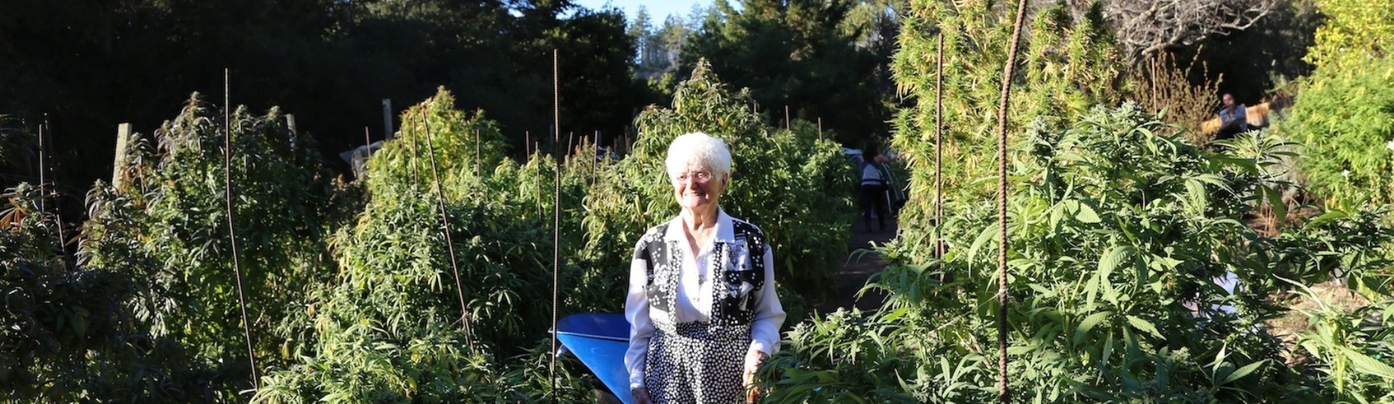 La abuela 'cocinitas' de cannabis