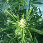 Resultados de cultivo de marihuana con cultivo ecológico