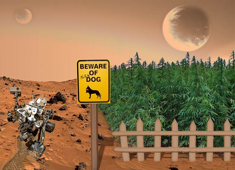 Una simulación de un cultivo de cannabis en Marte