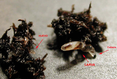 Las larvas de la mosca de la humedad