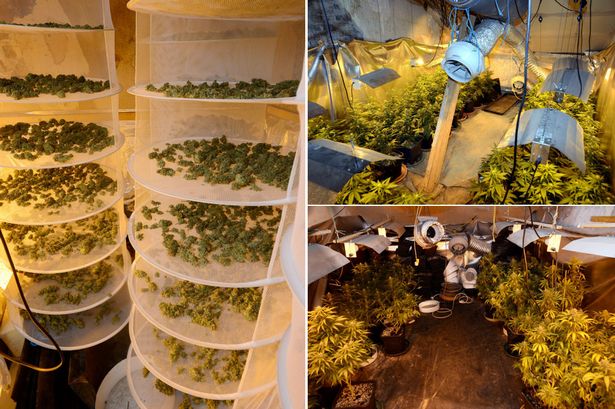 Fábrica de cannabis descubierta por la policía en Devon