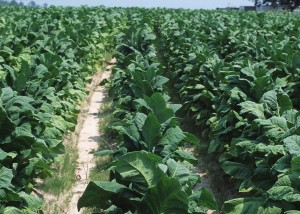Campos de cultivo de tabaco