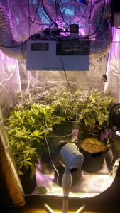 Cultivo de marihuana en un growshop