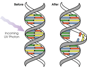 La alteración ultravioleta en el ADN