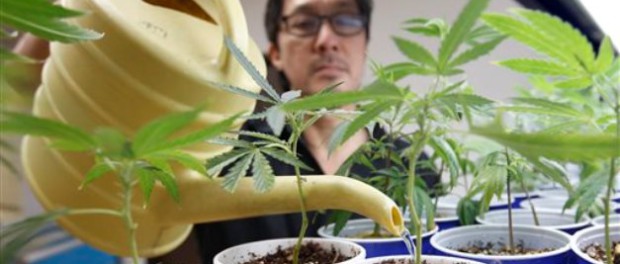 John Hough, empleado del grupo Canna Care, riega plantas de marihuana en un dispensario de cannabis en Sacreamento, California. (AP)