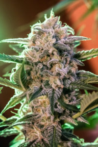 Syrup de Buddha Seeds es una de las más rapidas de las variedades cannabis autoflorecientes