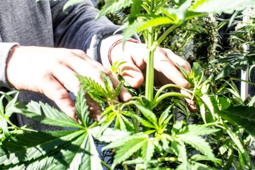 Legalización cannabis medicinal Argentina