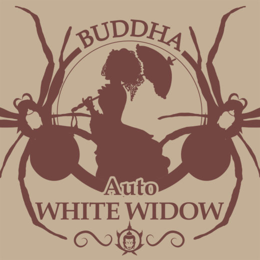 Buddha Auto White Widow de Buddha Seeds