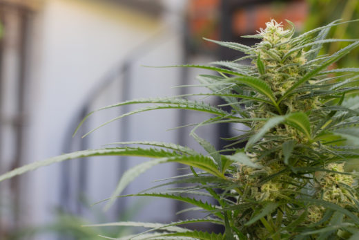 La floración del cannabis dura en tiempo según la genética de la variedad
