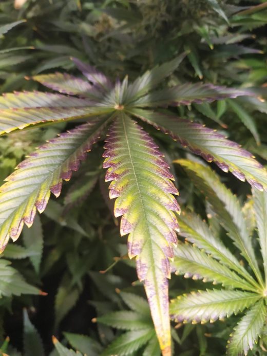 Exceso de nutrientes en plantas de cannabis