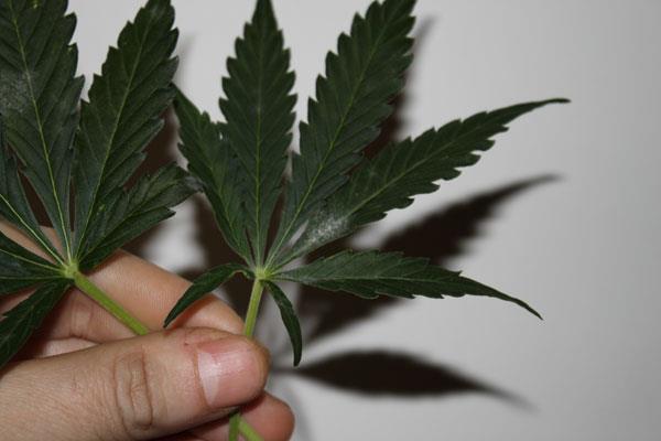 Una planta de cannabis afectada por el oídio