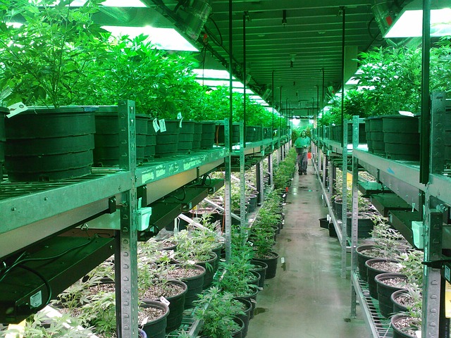 Plantación cannabis