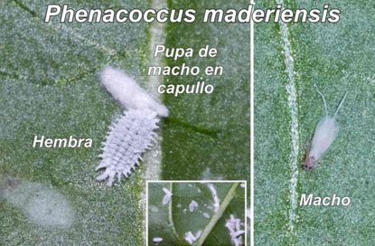 Reproducción de la cochinilla