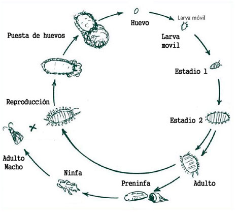 Ciclo de vida cochinillas