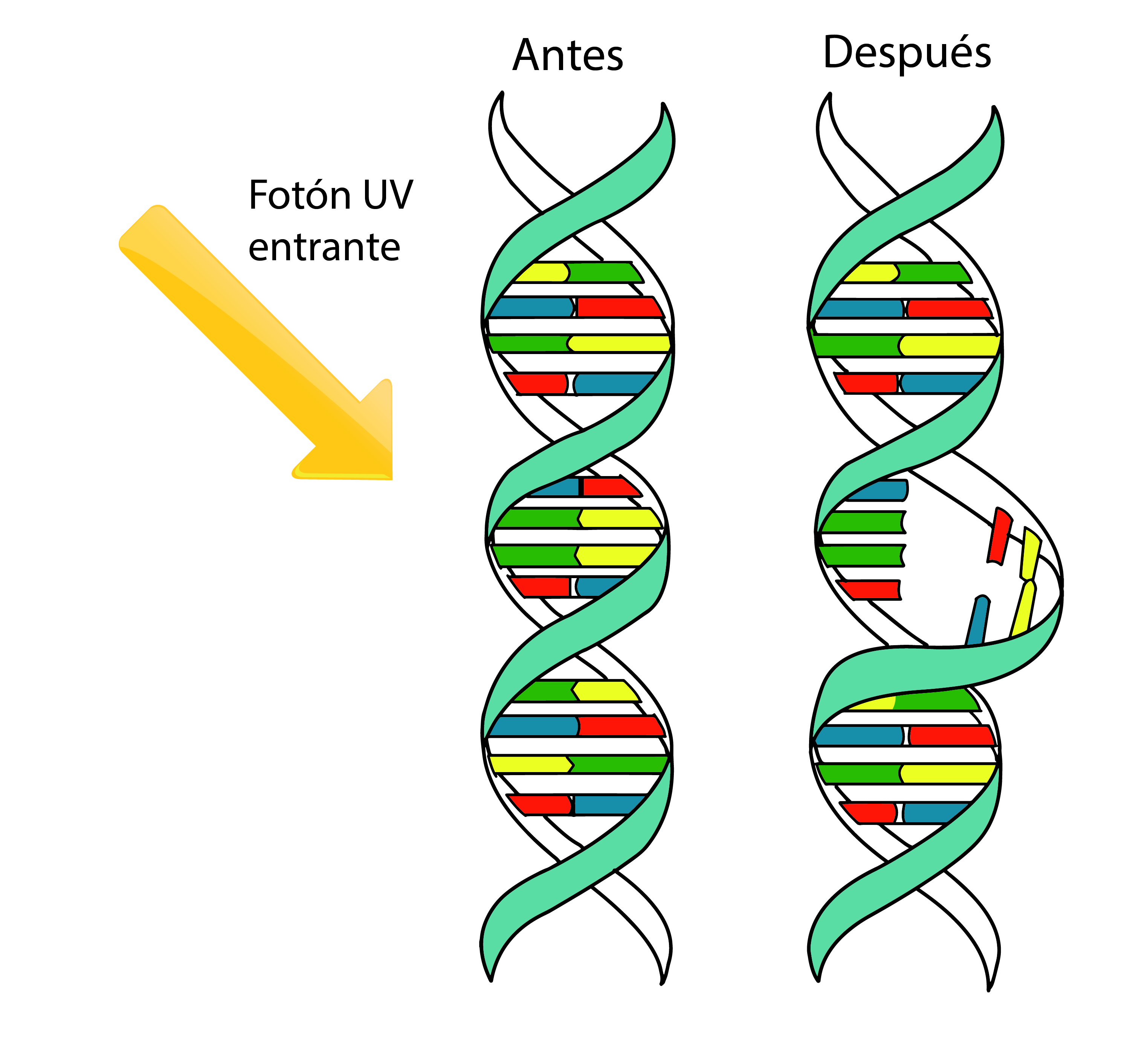 Alteración Ultravioleta en el ADN. Foto 2 | Blog Buddha Seeds