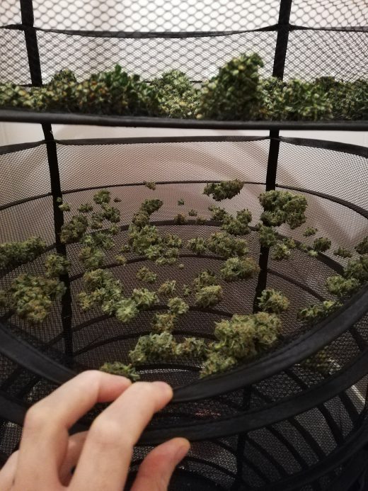 secado cannabis