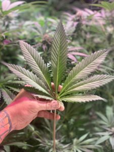 carencia Inmersión A menudo hablado Qué hacer con las hojas de marihuana | Blog Buddha Seeds