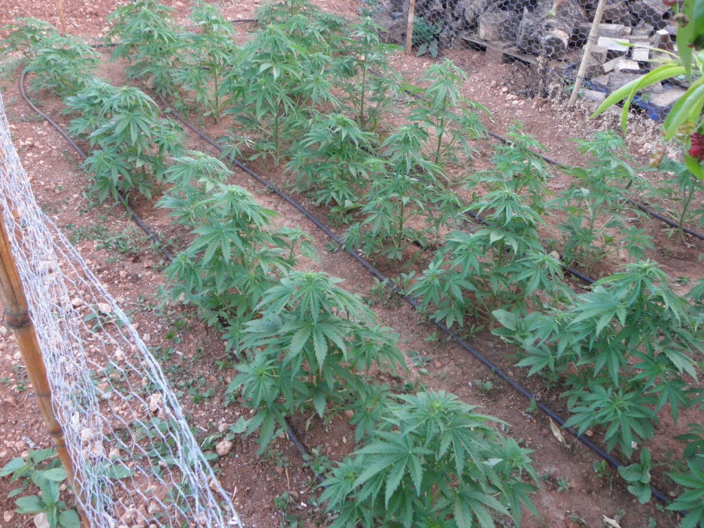 Trasplantes en plantas de cannabis autofloreciente | Buddha Seeds