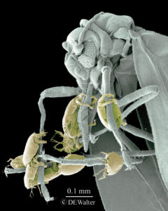 Microácaros desplazándose en la patas de otro insecto