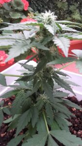 Error en el cultivo de cannabis. Exceso de nutrientes en el crecimiento
