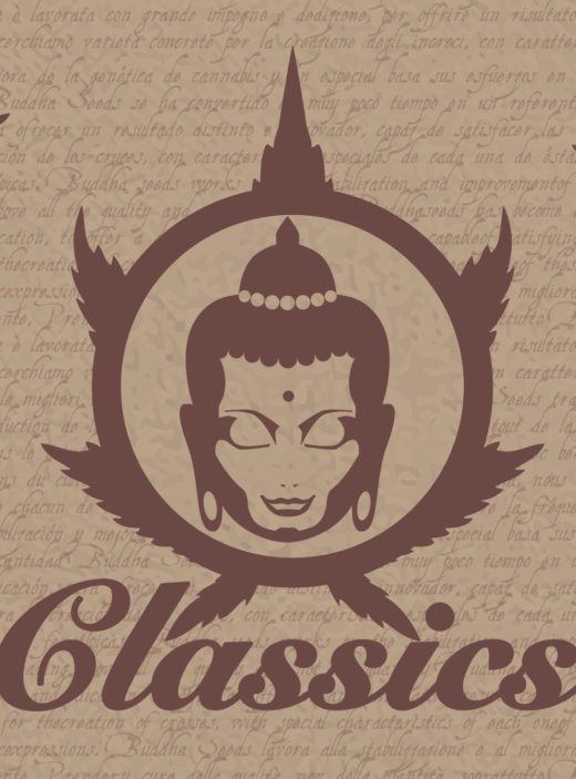 classics buddha seeds