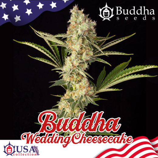Buddha Wedding Cheese Cake de Buddha Seeds