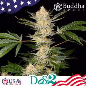Buddha Do- Si- Dos de Buddha Seeds
