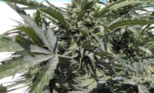 Oídio en hojas de cannabis