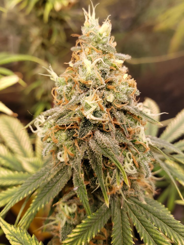 cuando cortar mi planta de cannabis cuando cortar mi planta de cannabis