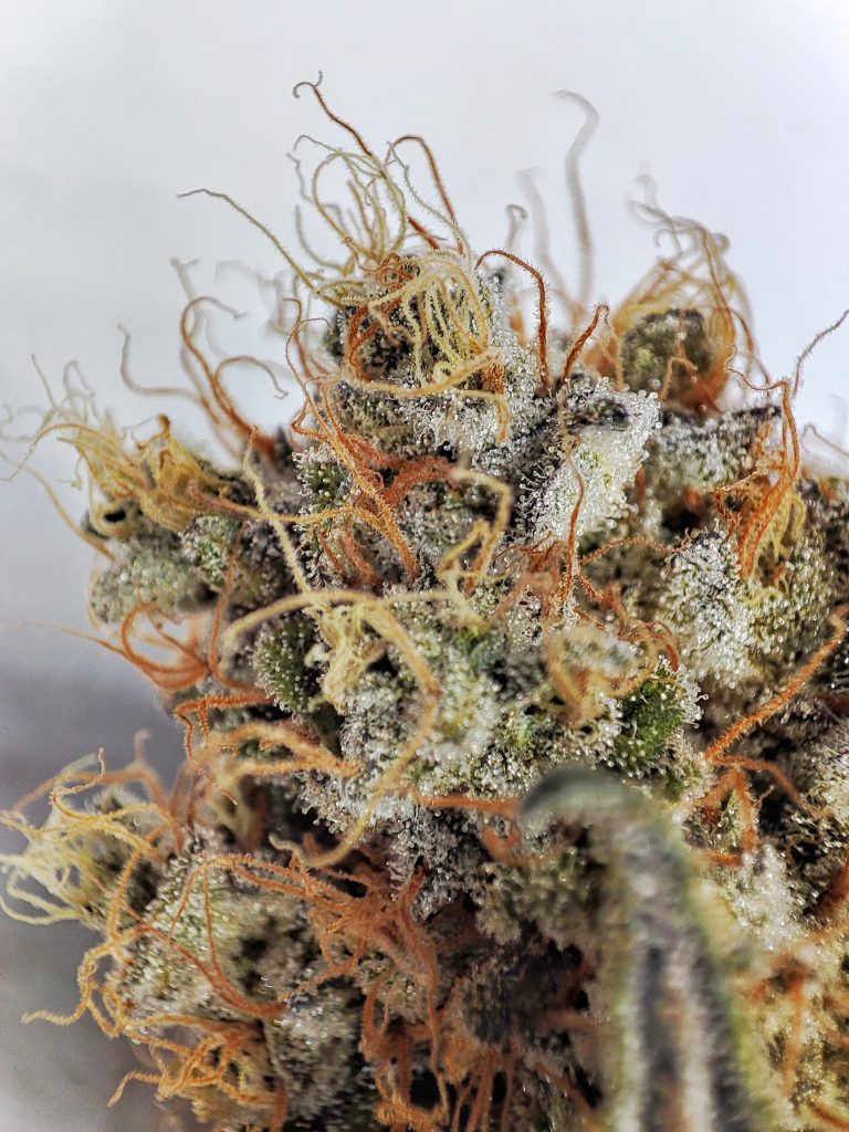 cuándo cosechar mi planta de marihuana Buddha Seeds cuándo cosechar mi planta de marihuana Buddha Seeds