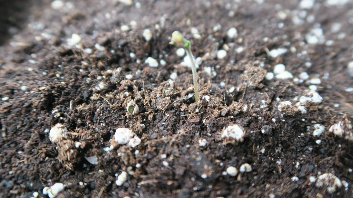 Germinar semillas de cannabis. En tierra 2 días