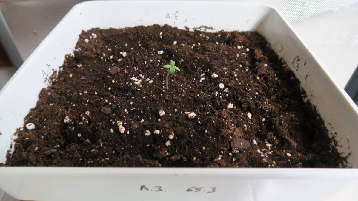 Germinar semillas de cannabis. En tierra 4 días