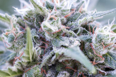 Vesta tras cultivo de cannabis autofloreciente